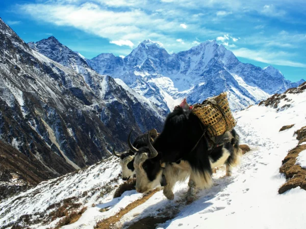 Yaks carrying goods on a snowy trail in the Himalayan mountains near Kathmandu, Nepal